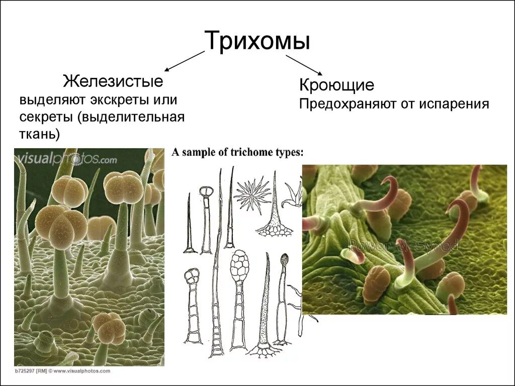 Покровные и механические ткани растения - презентация онлайн
