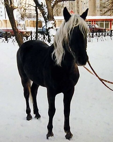 Рассмотрите фотографию коричневой лошади с черными ногами