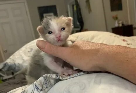 Ли котенок