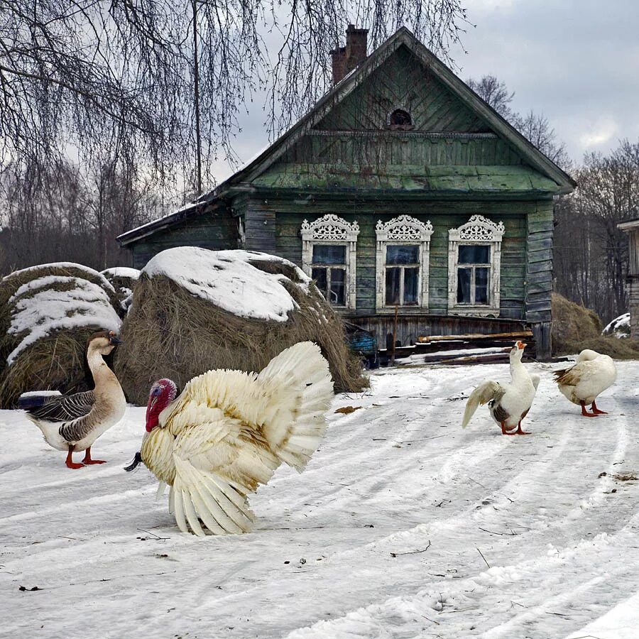 Деревня зимой. Зима в деревне. Зимний двор в деревне. Гуси в деревне.