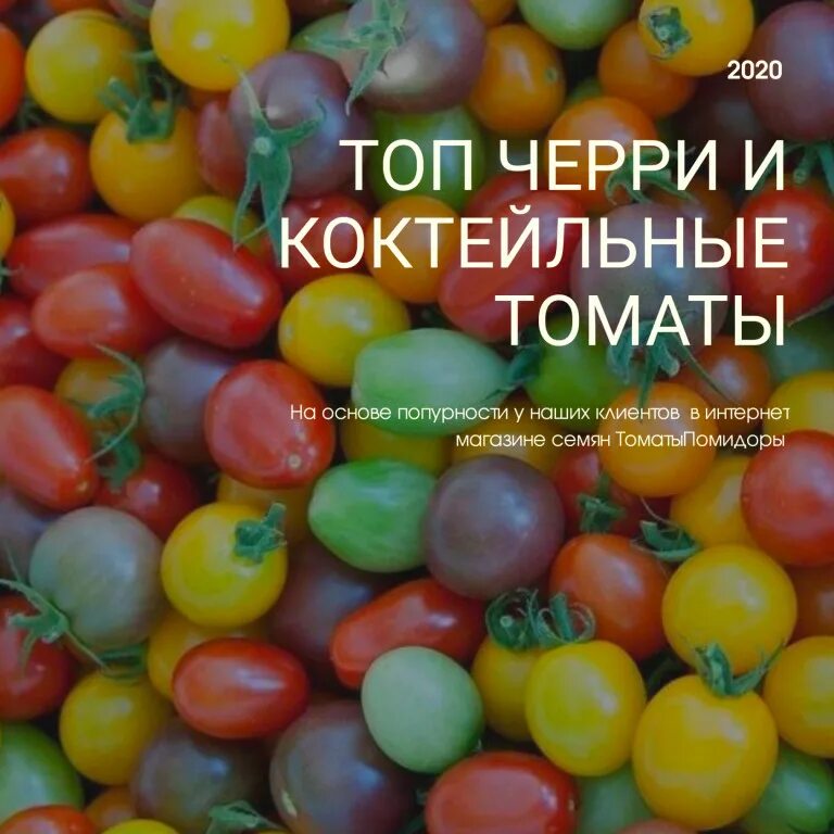 Черри атомный виноград бреда. Помидоры атомный виноград бреда. Томат атомный виноград. Виноград бреда томат. Атомный виноград бреда томат описание отзывы фото