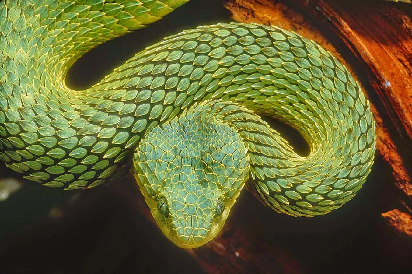 Кустарниковая гадюка АТЕРИС. Кустарниковая гадюка (Atheris. Шершавая древесная гадюка (Atheris squamigera). Колючая кустарниковая гадюка. Змея змеиный