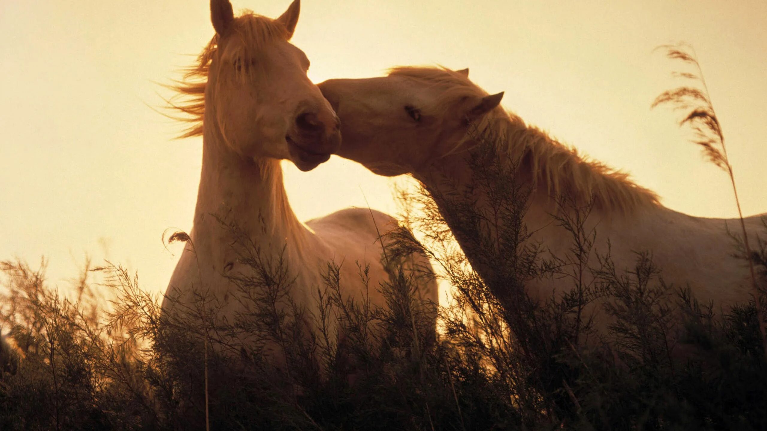 Two horse. Две лошади. Красивые лошади. Влюбленные лошади. Обои на рабочий стол лошади.