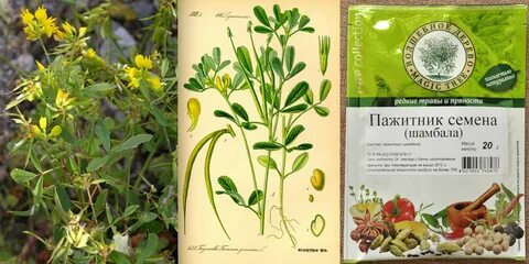 Как приготовить пажитник