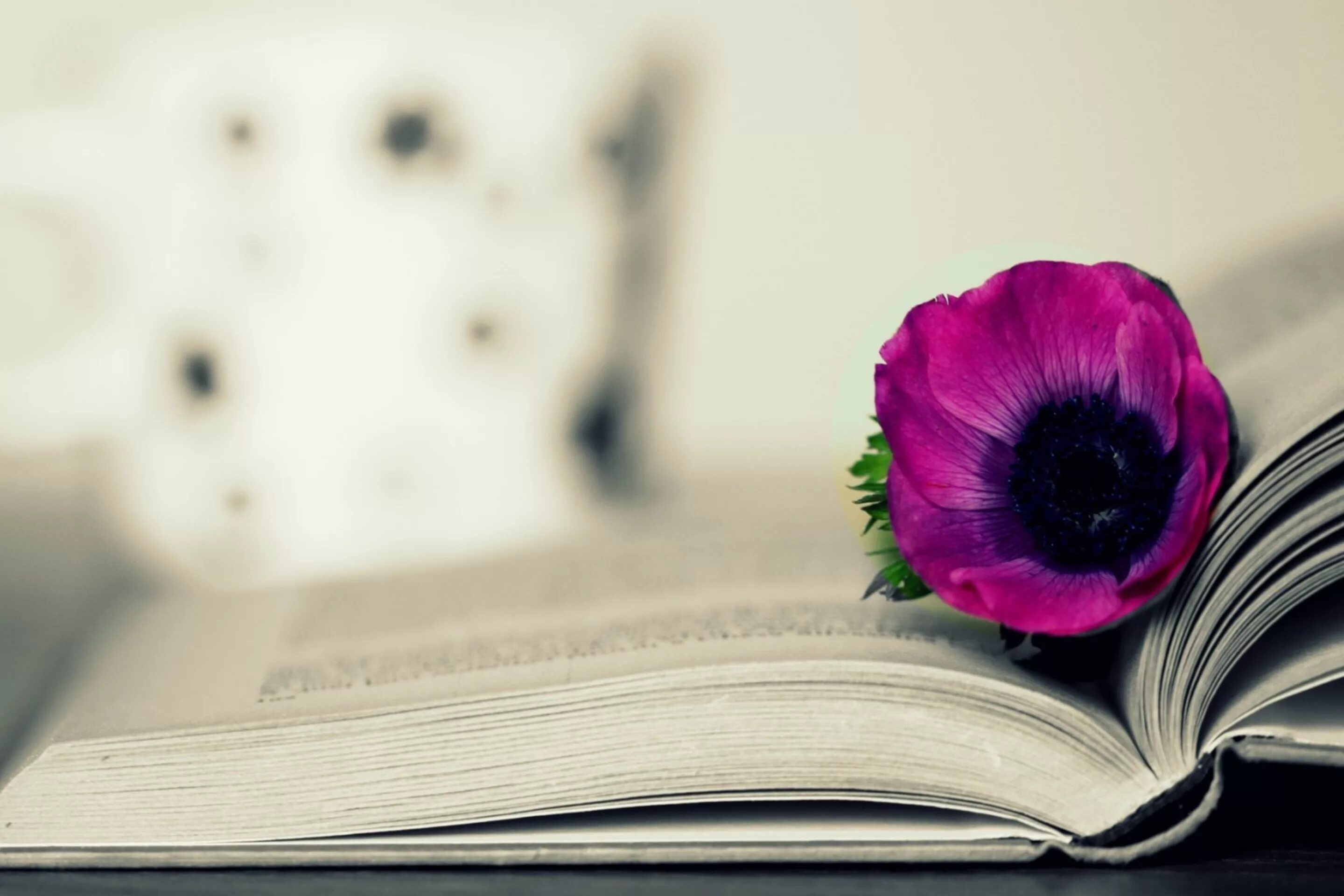 Мудрый цвет. Книга с цветами. Красивый фон с книгами. Книга цветы. Фон для цитат.