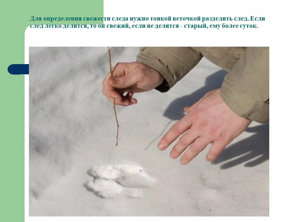 Измерение следов животных. След зайца на снегу направление. Следы животных на снегу зайца. Следы на свежем снегу. Свежесть следа