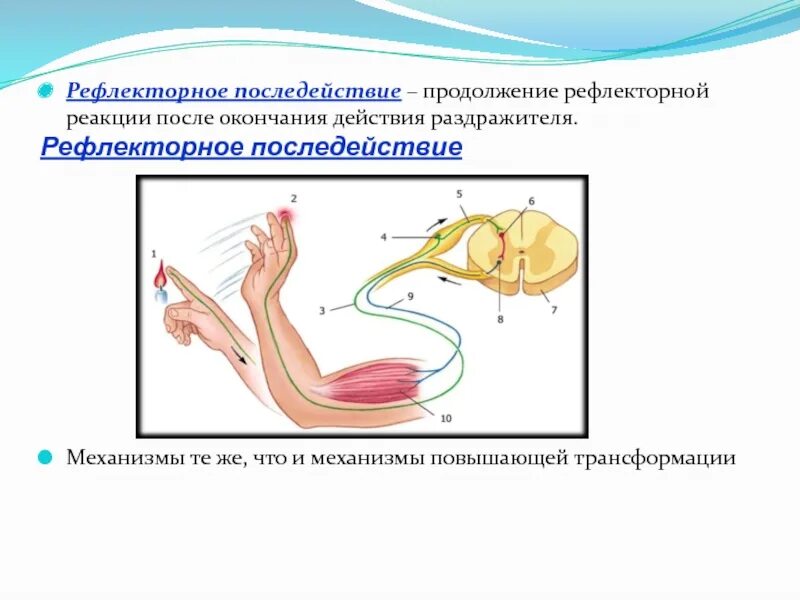 Нервно рефлекторная реакция