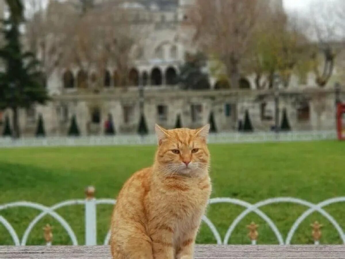 Turkey cats. Коты в Стамбуле. Стамбул город котов. Турецкие кошки уличные. Город кошек в Турции.