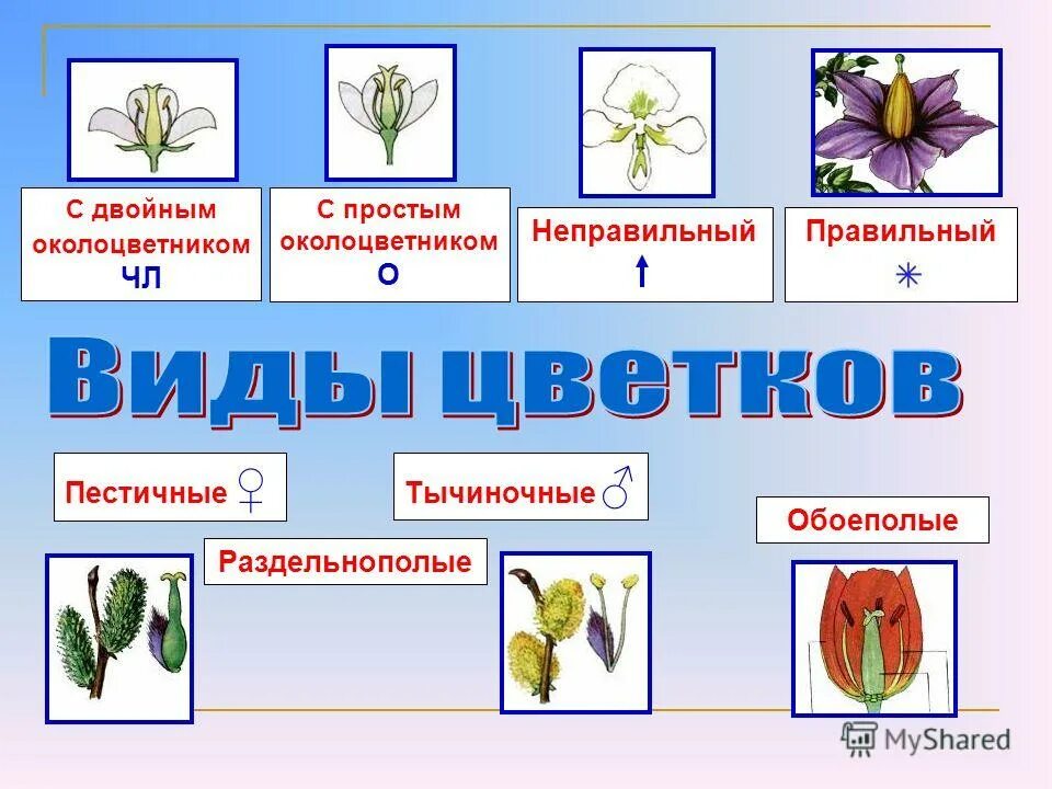 околоцветник цветка. околоцветник это в биологии 6 класс. типы цветков у растений. околоцветник однополый. обоеполые и однополые цветки 6 класс биология.