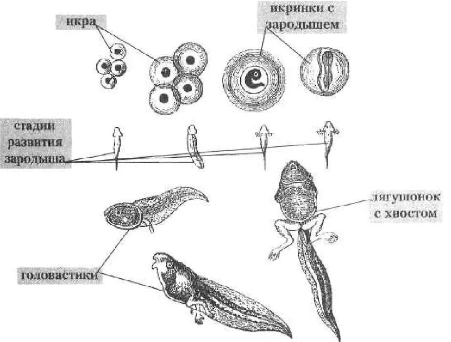 Стадии развития головастика