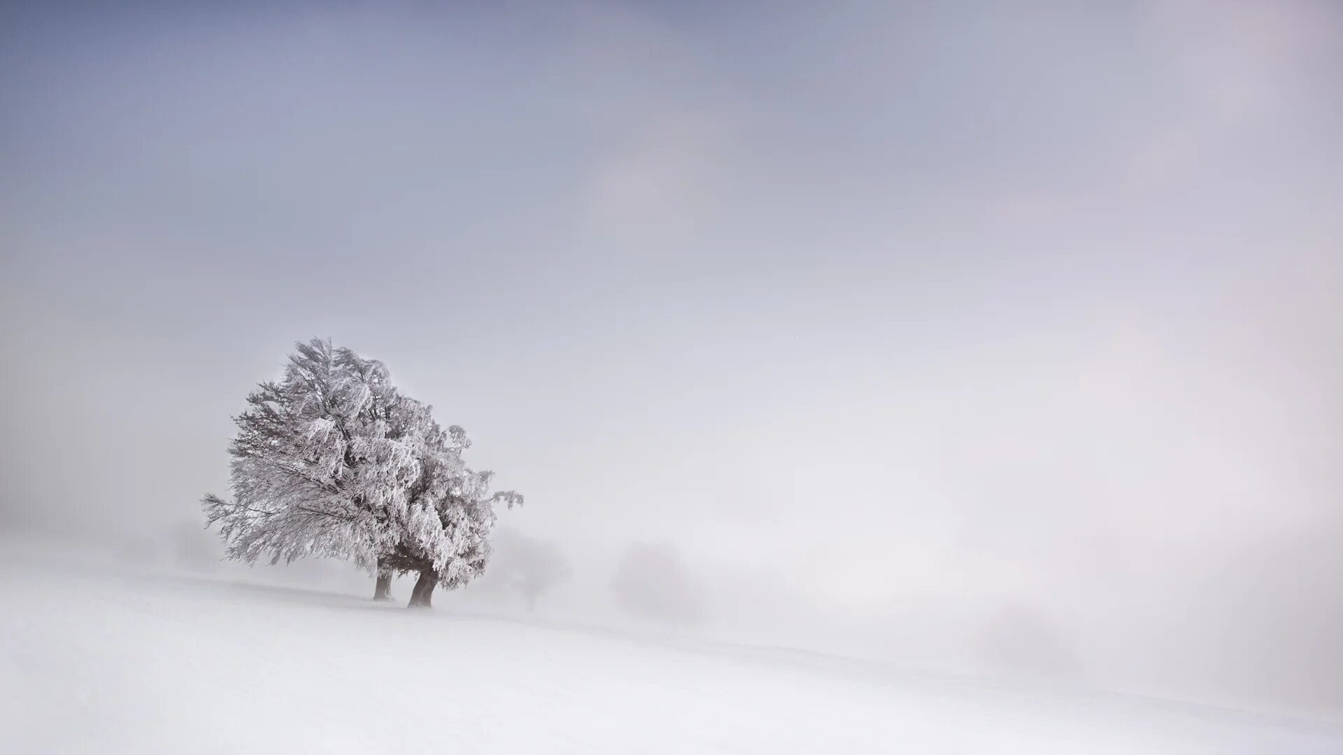 Снежная метель. Зима поле. Снежное поле. Зимние деревья в тумане. Сугроб сугробы туман