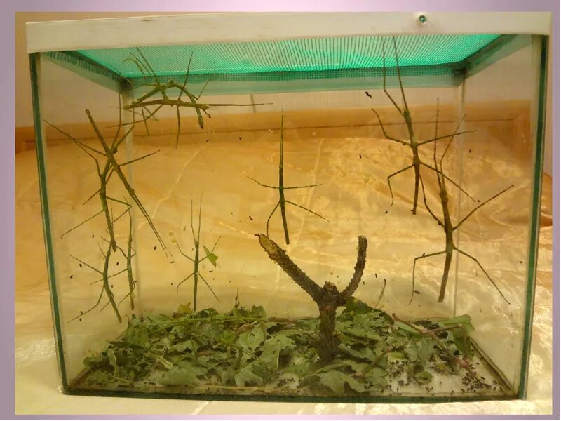 Домик для палочника. Аннамский палочник террариум. Аннамский палочник содержание. Условия содержания палочника. Аннамский палочник содержание.