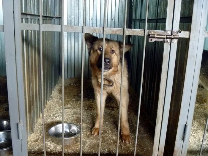 приюты в тюмени адреса