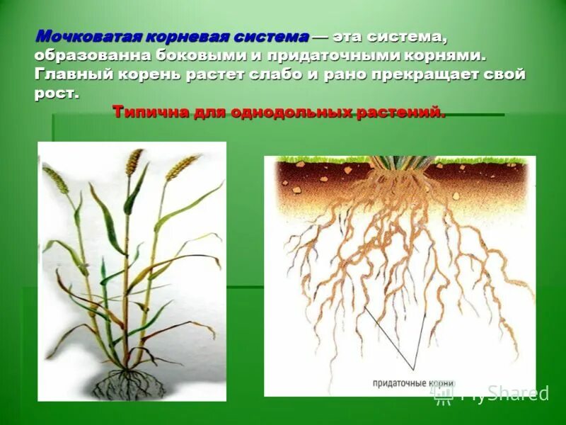 У двудольных растений мочковатая корневая система