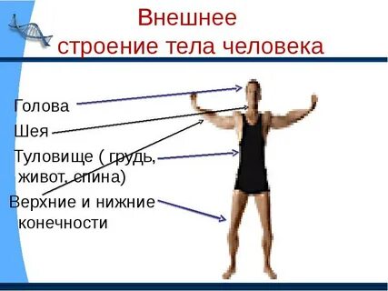 Строение и жизнь человека