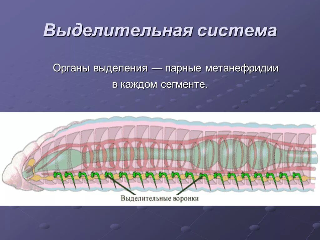 Органы выделительной системы червя. Метанефридии кольчатых червей. Выделительная система кольчатых червей червей. Кольчатые черви органы выделения. Кольчатые черви выделительная система.