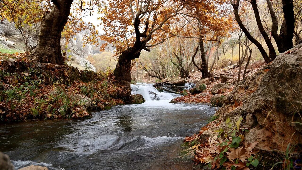 Пейзаж. Осень. Речка в лесу осенью. Осень ручей.