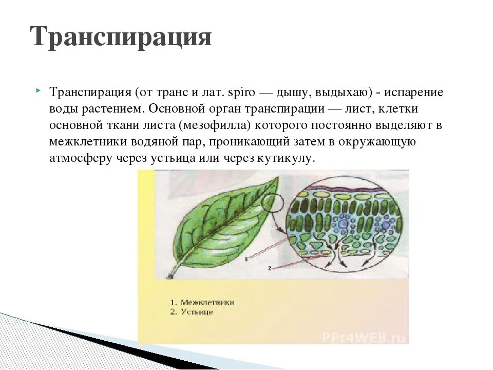 Транспирацию испарение воды. Схема транспирации растений. В процессе транспирации лист. Кутикулярная транспирация у растений. Испарение воды растениями транспирация.