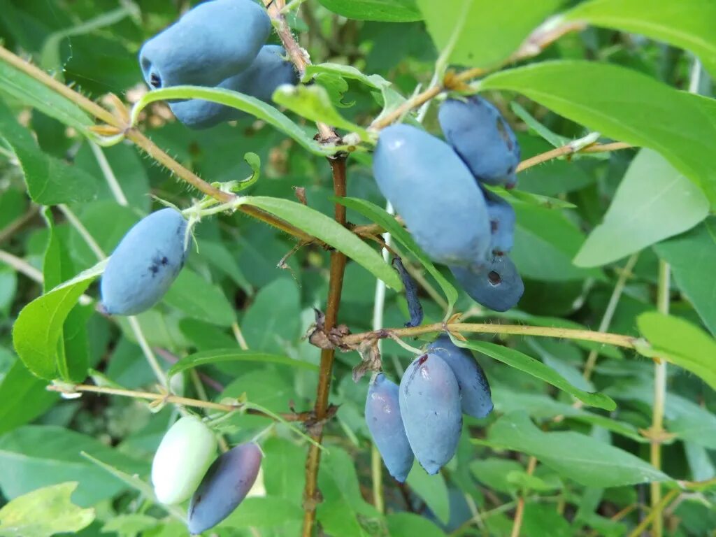 Lonicera caerulea kamtschatica. Жимолость голубая (Lonicera caerulea). Жимолость Синеглазка. Жимолость съедобная Синеглазка. Жимолость синяя птица описание сорта фото отзывы