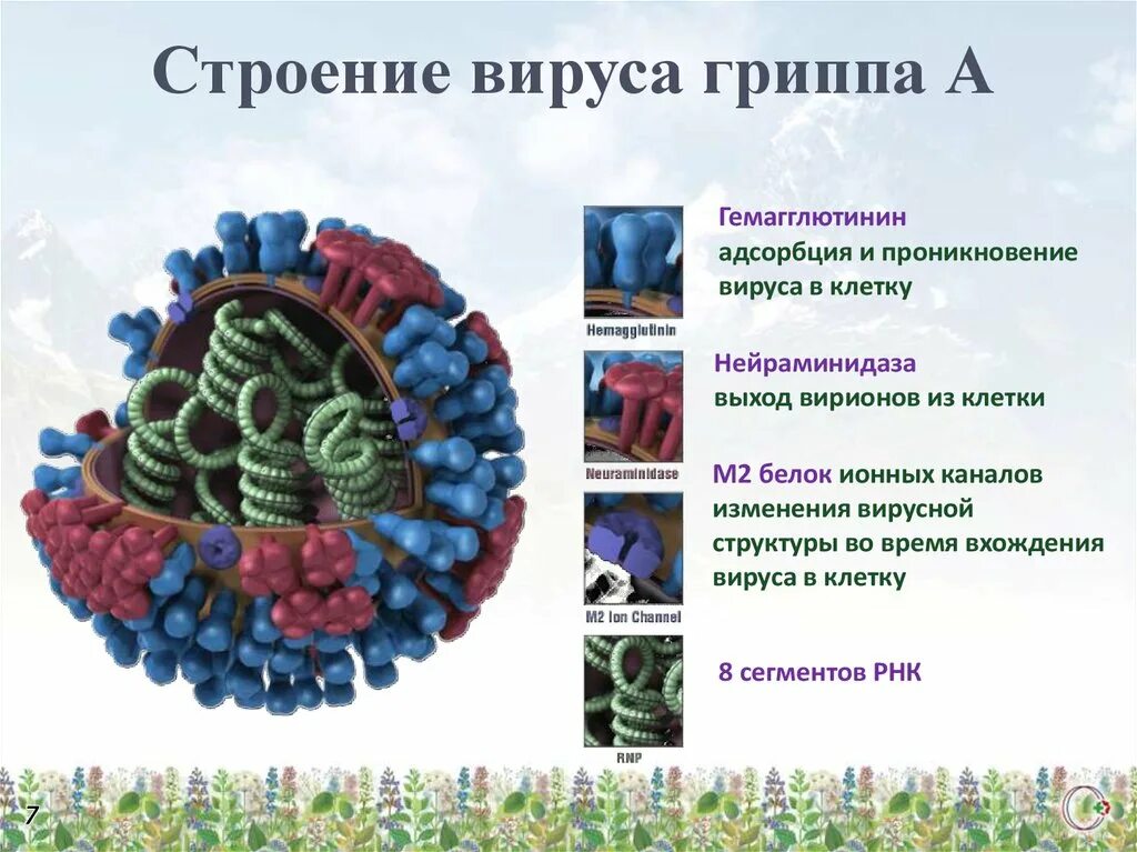 Структура вириона вируса гриппа. Структура вириона гриппа. Строение вириона гриппа. Схема строения вируса гриппа. Состав гриппа