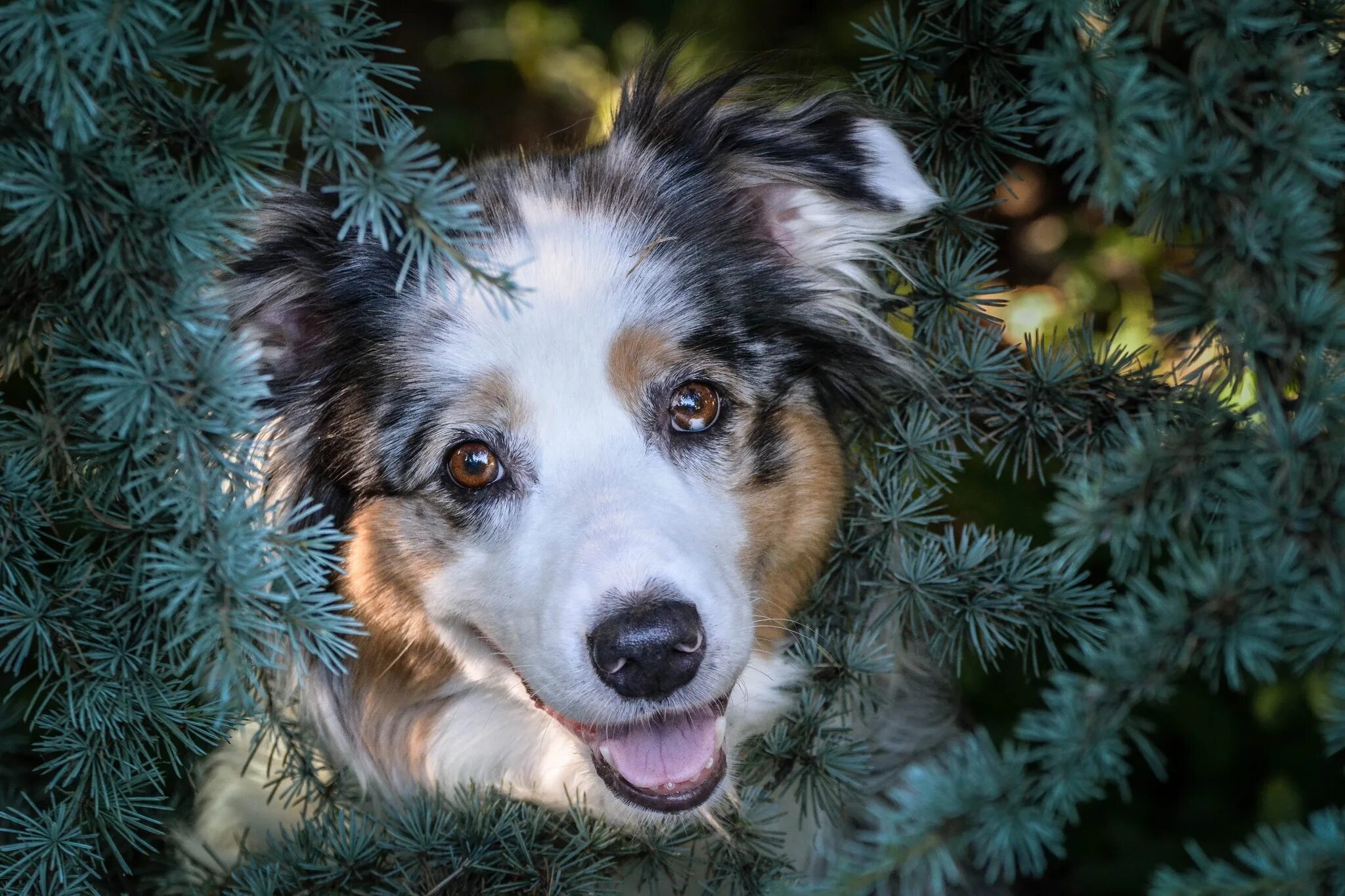 Где ели собак. Аусси. Аусси и елка. Австралийская овчарка новый год. Красивые собаки зима.