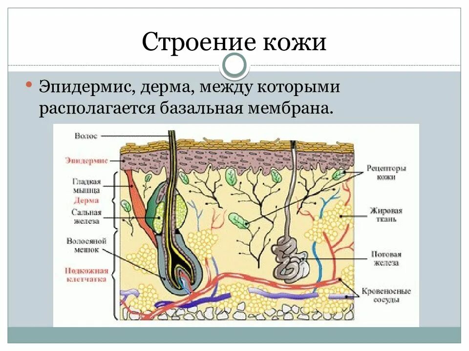 слой кожи дерма функции. строение кожи слои дермы. гиподерма строение. собственно кожа образована. собственно кожа (дерма) образована.