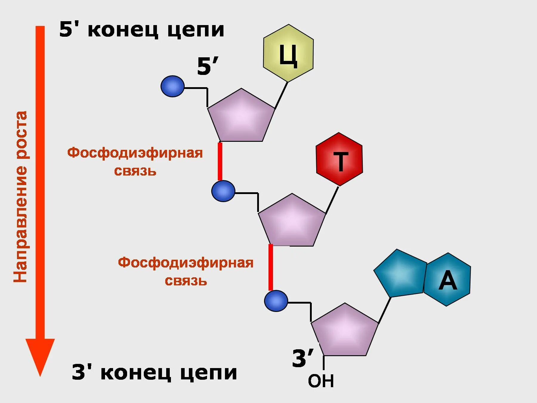 Известно что комплиментарные цепи нуклеиновых кислот
