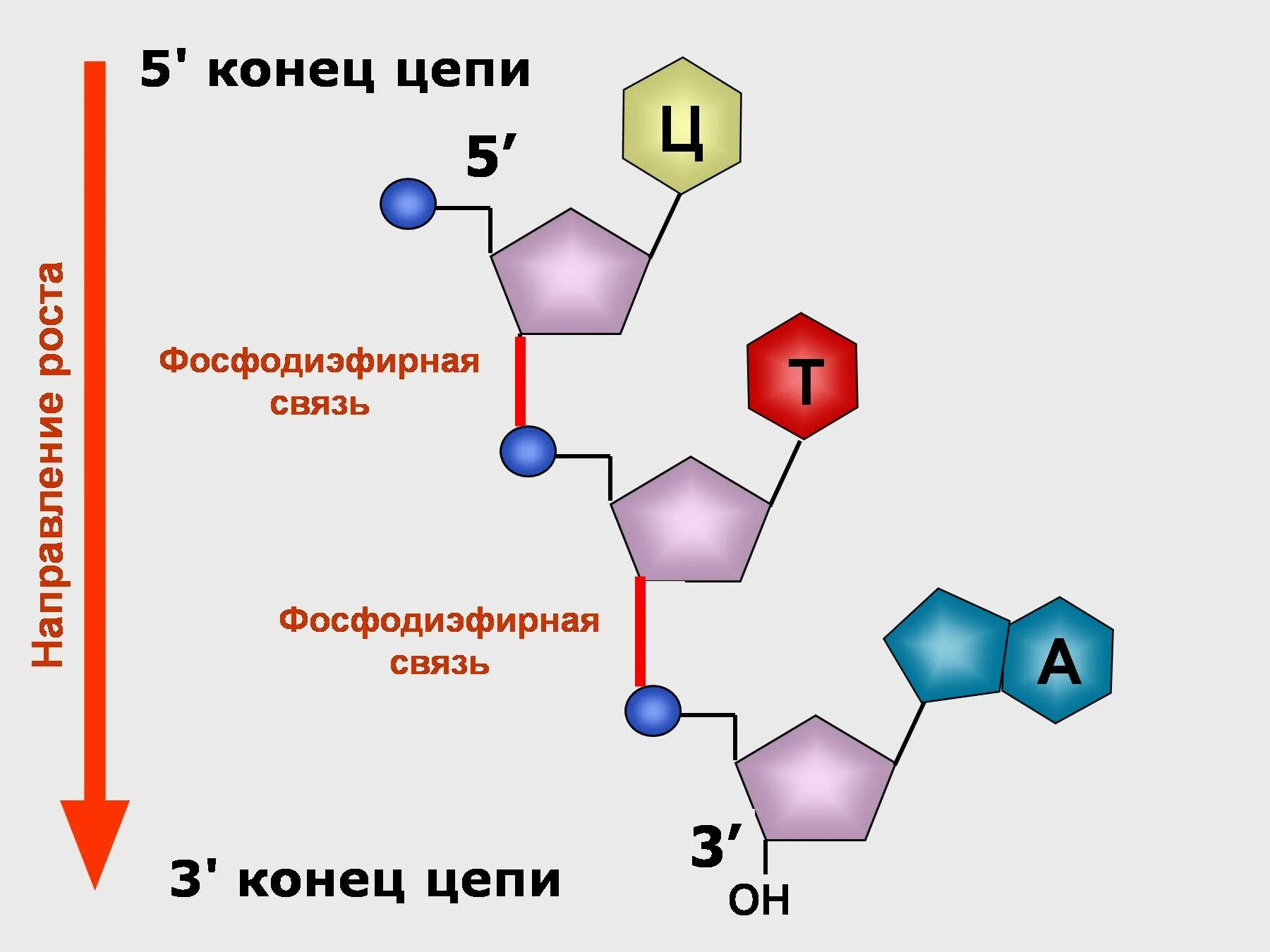 3 5 Фосфодиэфирная связь ДНК. Строение ДНК 3 конец и 5 конец. Строение ДНК С 5 штрих 3 штрих. Фосфодиэфирная связь в РНК.