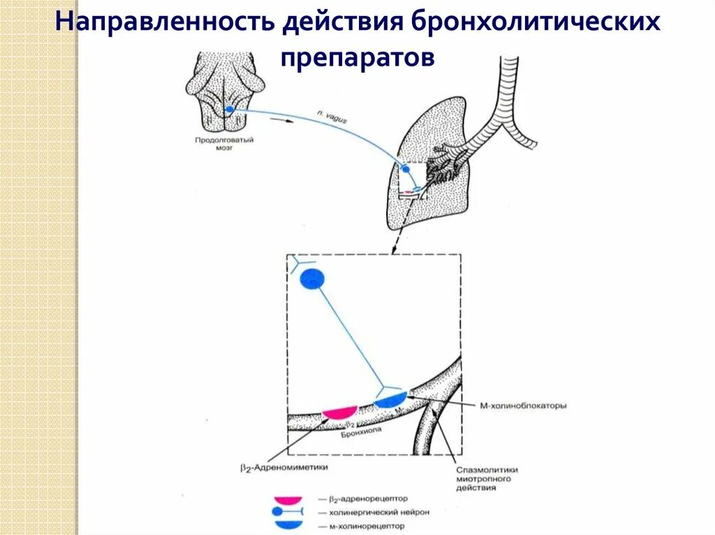Холиноблокаторы классификация. Механизм бронхолитического действия. Бронхолитические средства классификация по механизму действия. Классификация бронхолитических средств. Точки приложения действия бронхолитиков.
