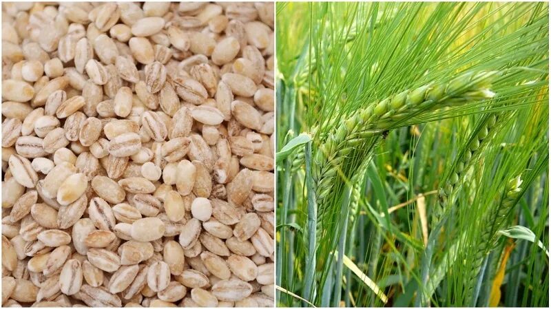 перловка злак. перловая каша злак. перловка из какого зерна. перловая ячневая крупы получаемые из. перловая крупа зерновая культура.