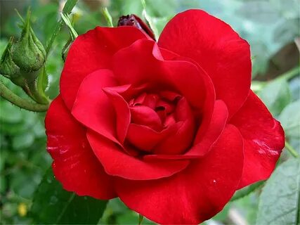 Rose phoenix