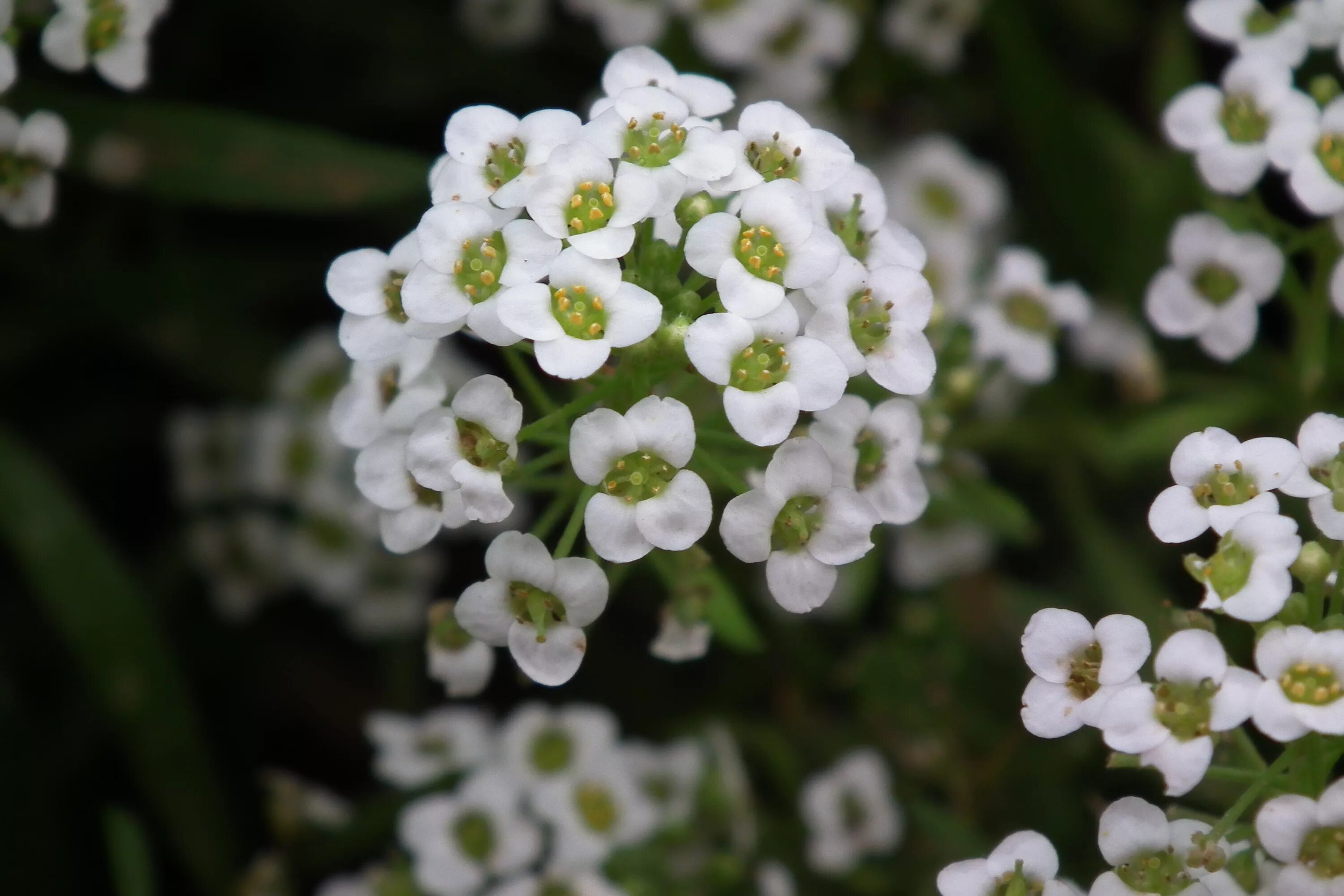 Алисум фото. Лобулярия Приморская алиссум. Лобулярия Приморская алиссум Lobularia maritima. Алиссум морской. Алиссум морской (лобулярия морская).