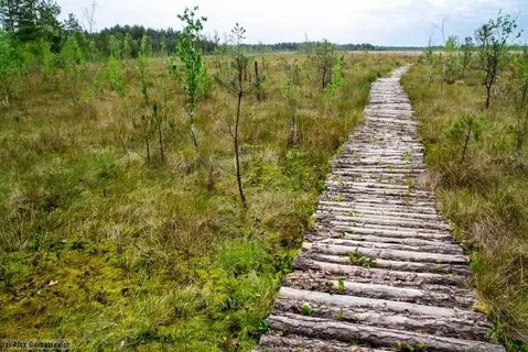 Настил через болото 4 буквы