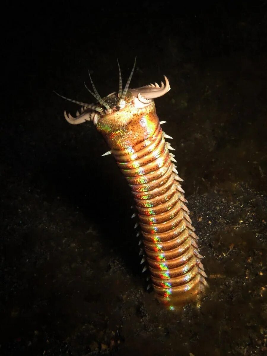 Морской червь размер. Многощетинковый червь Eunice aphroditois. Морской кольчатый червь. Эунице Афродита червь Боббита.