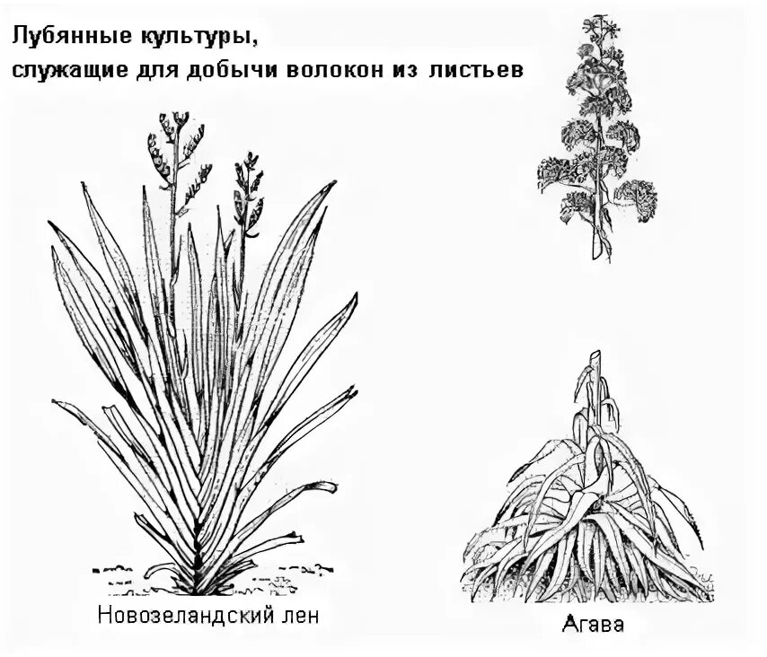 растения для текстильного материала.