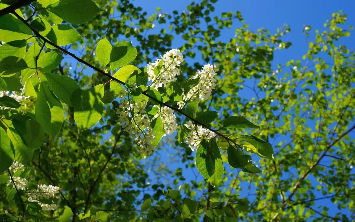 белая черемуха ноты для баяна. черемуха белая текст минус. белая черёмуха стих. черёмуха душистая. буланова альбом белая черемуха.