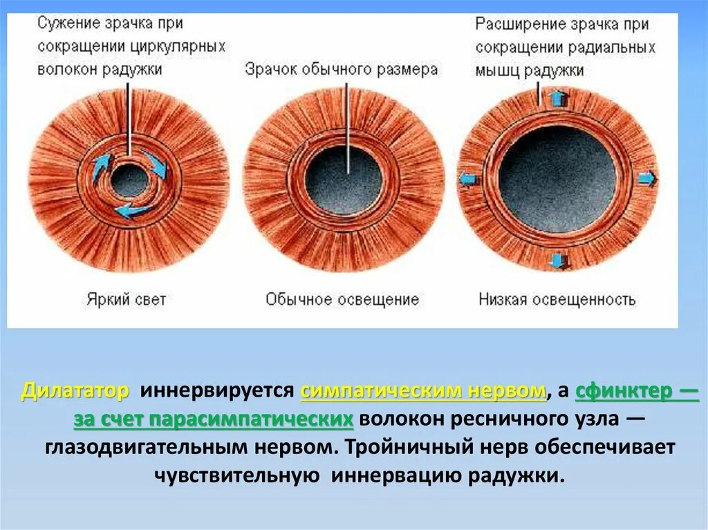 Изменение зрачка. Мышца обеспечивающая сужение зрачка. дилататор зрачка иннервируется. круговая мышца радужной оболочки глаза. иннервация дилататора зрачка.
