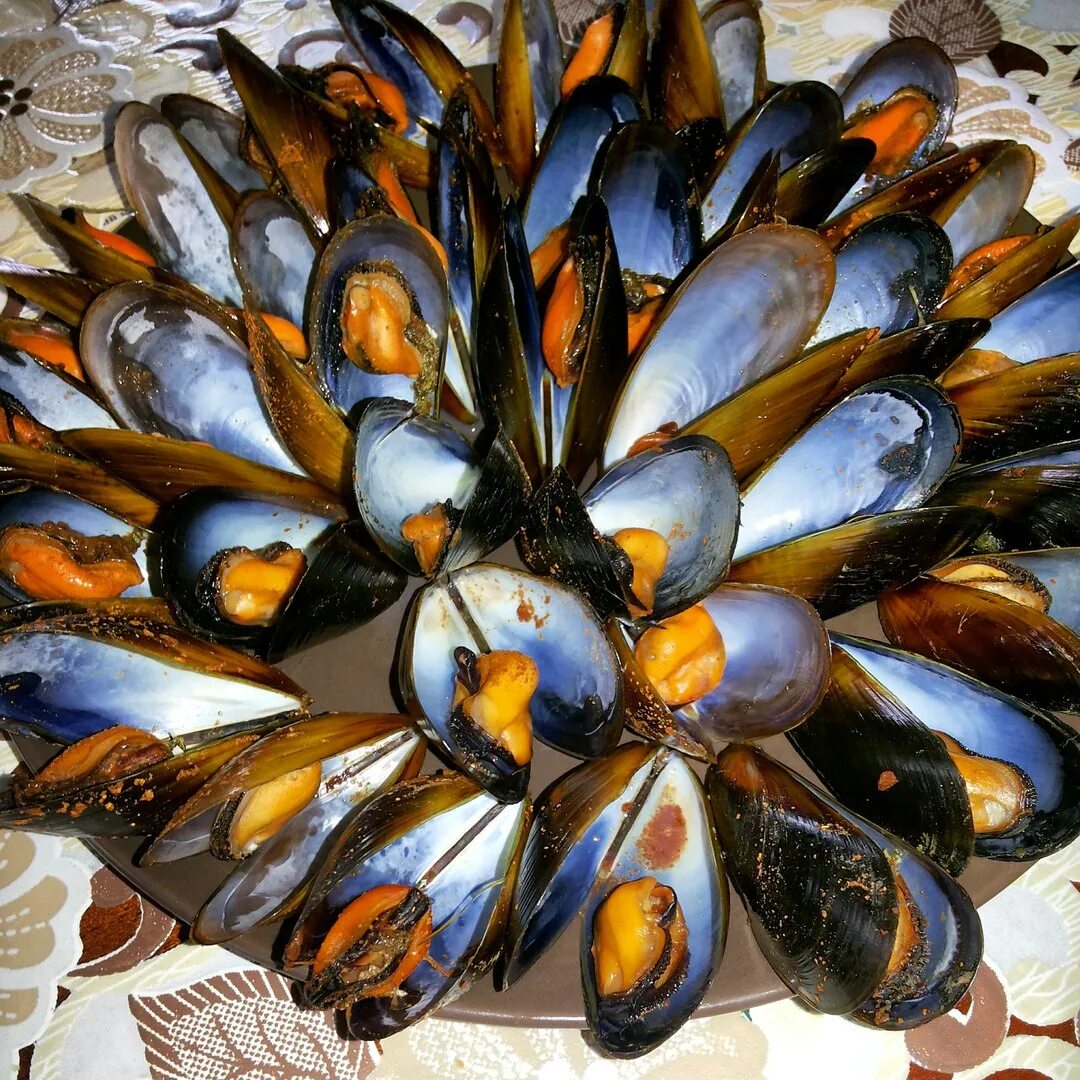 Устричная ферма сочи адлер. Ферма мидий в адлере. Черноморские мидии на волнорезе. Мидии азовского моря. Фуджи мидии.