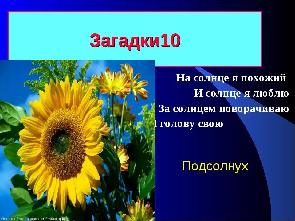 Подсолнух загадка. Загадка про подсолнух. загадка про подсолнечник. подсолнух для детей. загадка про подсолнух для детей.