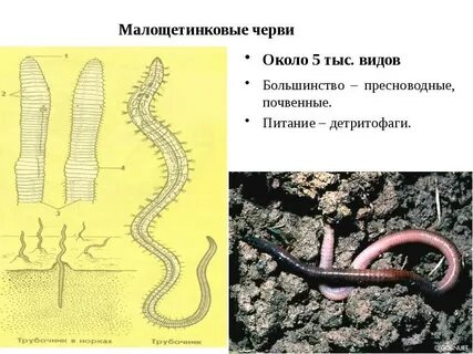 Способ питания дождевого червя