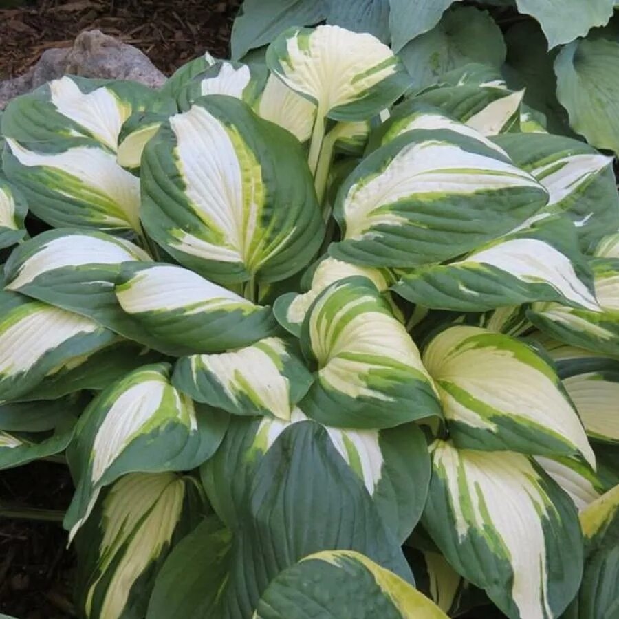 Хост вулкан. Хоста волкано исланд. Хоста vulcan. Хост вулкан. Хоста лейксайд мэверик.