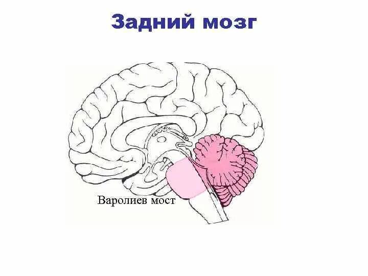 Части моста мозга. Задний мозг варолиев мост. Головной мозг варолиев мост. Отделы головного мозга варолиев мост. Строение головного мозга варолиев мост.