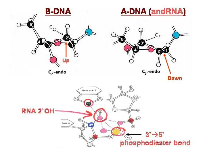 Конформация ДНК. Рибоза в РНК. B форма ДНК. Возможные конформации ДНК.