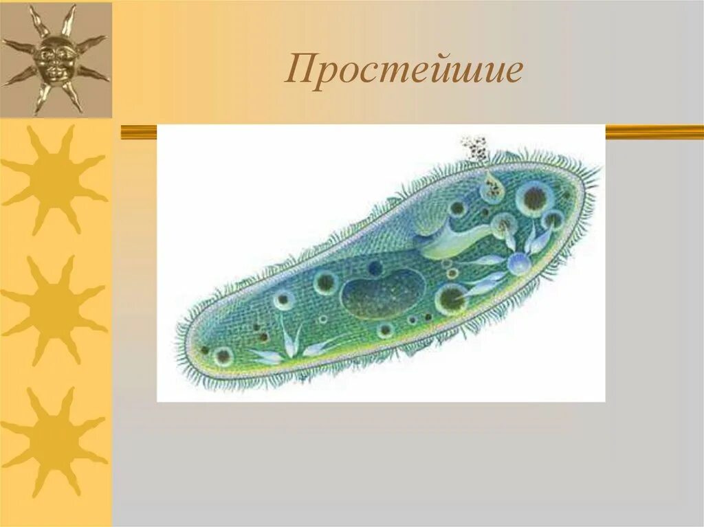 Наука о одноклеточных животных