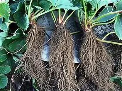 Дачник купил а саженцев клубники. Клубника фриго. рассада клубники саженцы фриго. азия фриго. рассада клубники саженцы фриго на охотный ряд.