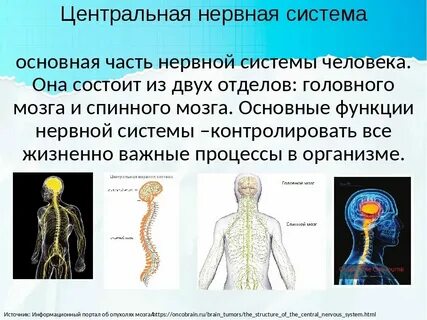Нервная система и окружающая среда