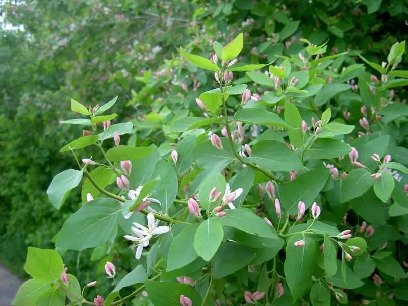 Жимолость татарская ( lonicera tataricum). Жимолость обыкновенная. Жимолость многолетний листопадный кустарник жимолость. Жимолость ягода. Жимолость многолетний листопадный кустарник жимолость.