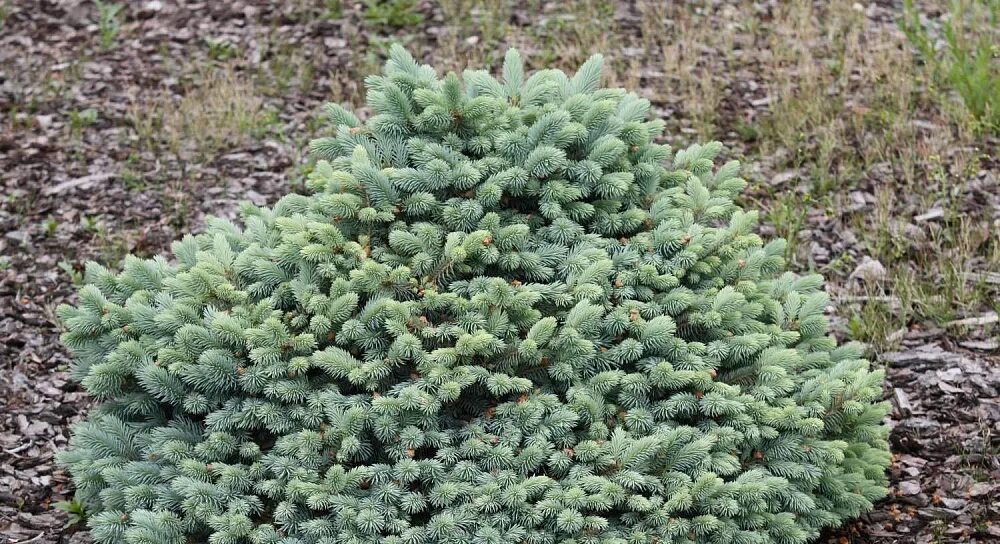 Ель колючая Глаука компакта. Ель колючая Глаука Picea pungens glauca. Ель Глобоза компакта. Ель колючая Карпатен.