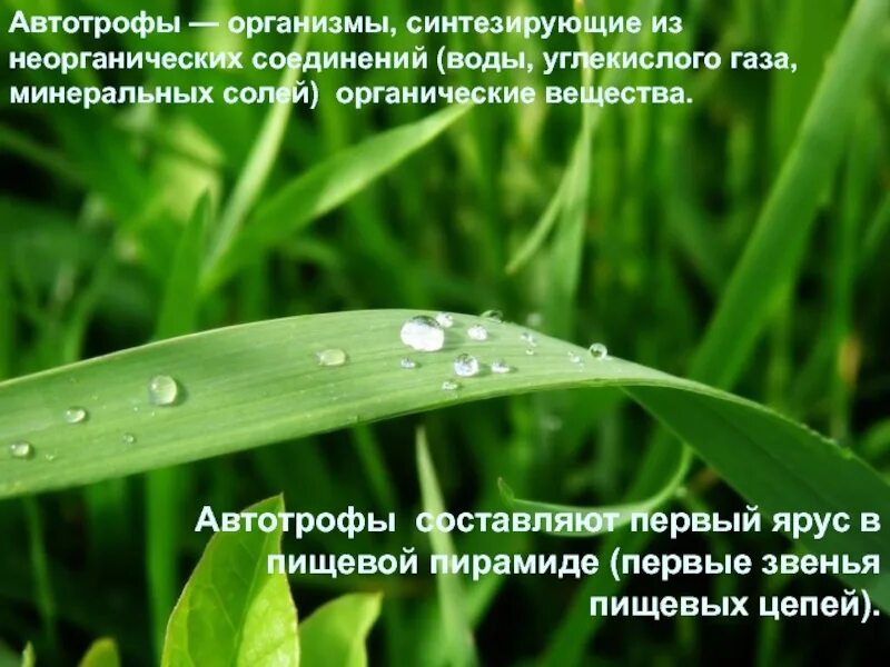 Автотрофы организмы способные. Цианобактерии автотрофы. Автотрофы способны синтезировать органические вещества. Автотрофы синтезируют органические вещества из неорганических. Автотрофы.