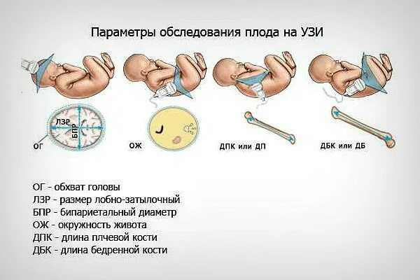 Измерение окружности головы плода по УЗИ. Бипариетальный размер головки плода на УЗИ. Окружность живота плода УЗИ. Лобно затылочный размер плода по неделям.